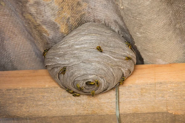 Wasps nest below asbestos roof — Stock Photo, Image