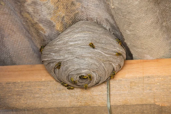 Ninho de vespas abaixo do telhado de amianto Fotografias De Stock Royalty-Free