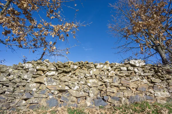 Side view of stone wall fence and oak trees in winter — Stock Photo, Image