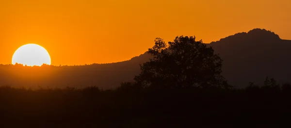 Günbatımı turuncu gökyüzü ve ağaç kasalı dağ üzerinde — Stok fotoğraf