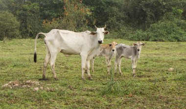 İnek ve dürüst bir çiftlikte Pantanal, Brezilya