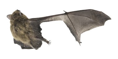 Ortak Pipistrelle üstten görünüm kırık kanadı