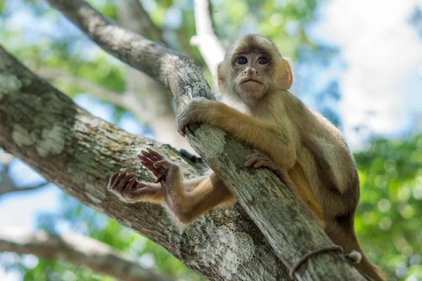Small Monkey on tree in Amazon Forest — Stock Photo, Image
