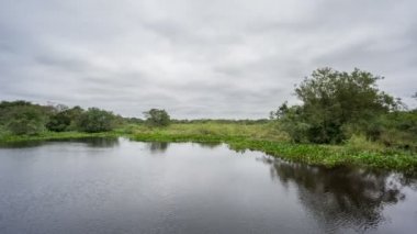 Brezilyalı pantanal gölde, timsah sulak bir bölgeyle rotaları
