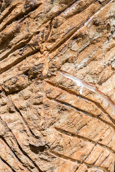 Mjölkaktig latex extraheras och gummiträd, Hevea Brasiliensis — Stockfoto