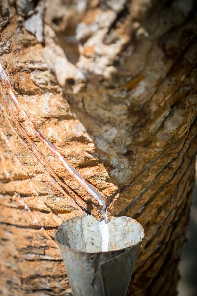 Látex lechoso extraído de un árbol de caucho, Hevea Brasiliensis — Foto de Stock