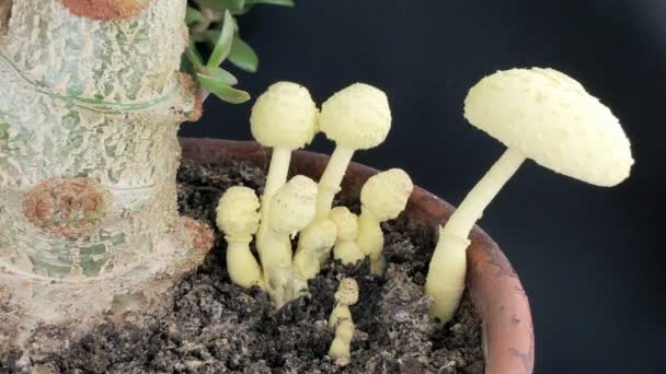 Cultivo de Leucocoprinus birnbaumii — Vídeo de stock