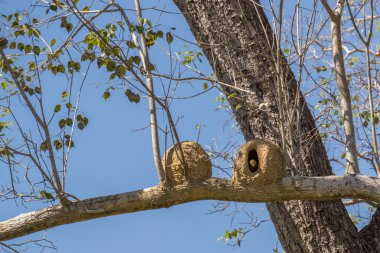Joao de Barro bird and nest, Rufous hornero clipart