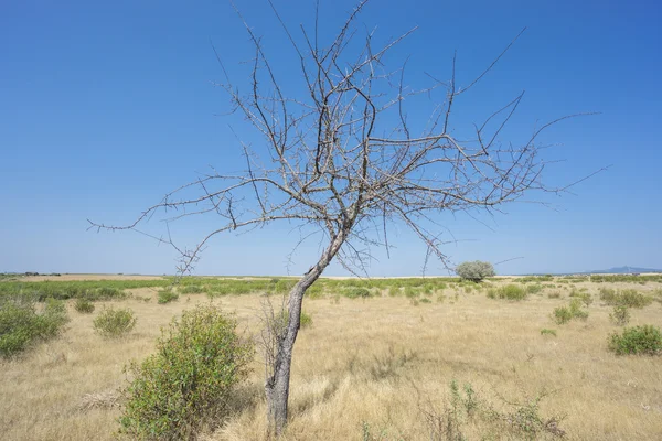 Döda akaciaträd, isolerad, blå himmel — Stockfoto