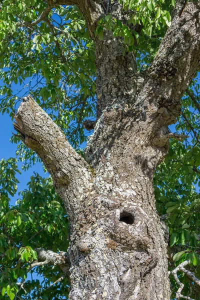 Chestnut tree with hole and broken branch, closeup — Stock Photo, Image