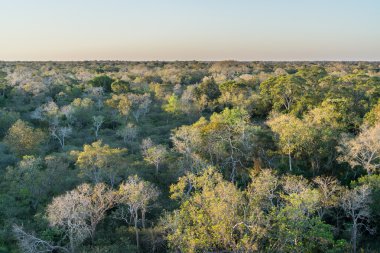 Gün batımında Brezilyalı pantanal orman