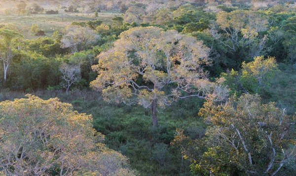 Brasiliano pantanal foresta al tramonto — Foto Stock