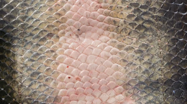 Arapaima Pirarucu skin, top view, background — Stock Photo, Image