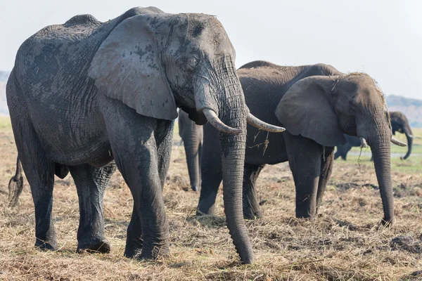 Elephants feeding in Chobe national Park, Botswanna — Stock Photo, Image