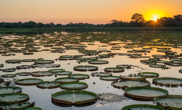 Puesta de sol en humedales pantanales con estanque y victoria regia —  Fotos de Stock
