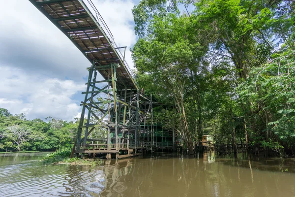 ป่าอเมซอนและสะพานไม้ที่สร้างขึ้นสําหรับฟิล์ม anaconda — ภาพถ่ายสต็อก