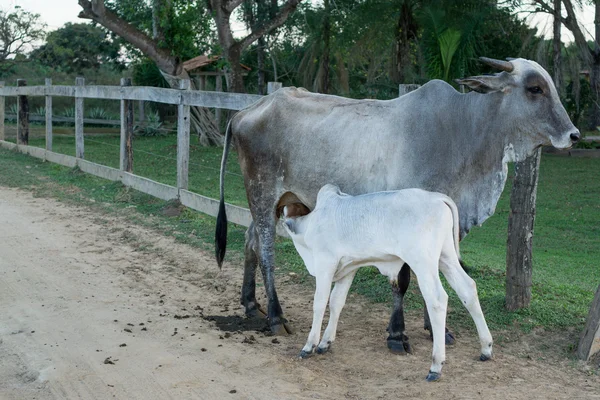 Vacca e vitello in strada Transpantaneira, Pantanale Brasiliano — Foto Stock