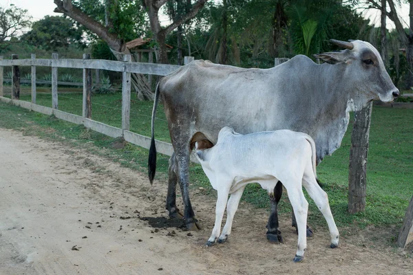 Vaca y ternera en carretera transpantaneira, Pantanal brasileño — Foto de Stock