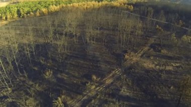 Çam ve kavak ağaçları