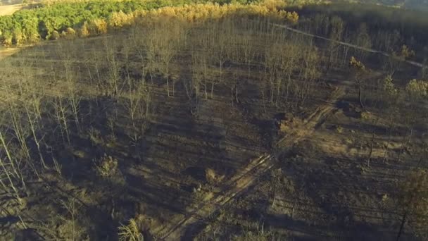 Pijnbomen en populier — Stockvideo