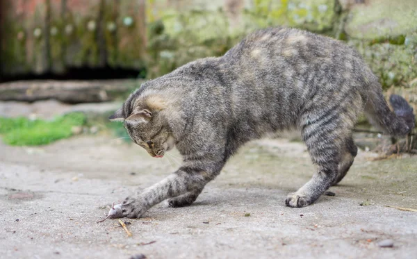 Cat plays with haunted mouse — Stock Photo, Image