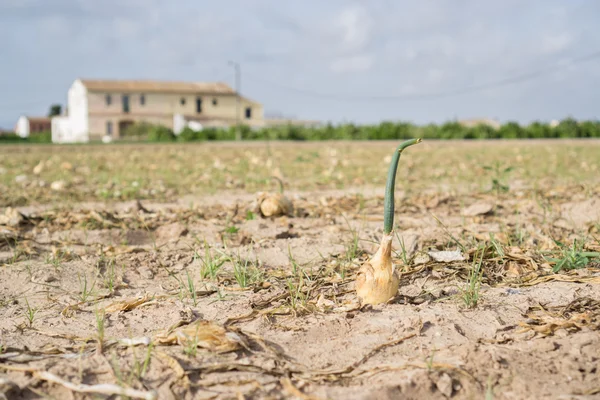 Champ de plantation d'oignon et ferme après récolte — Photo