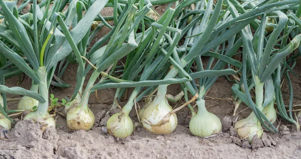 Zwiebelplantage in einer Reihe — Stockfoto