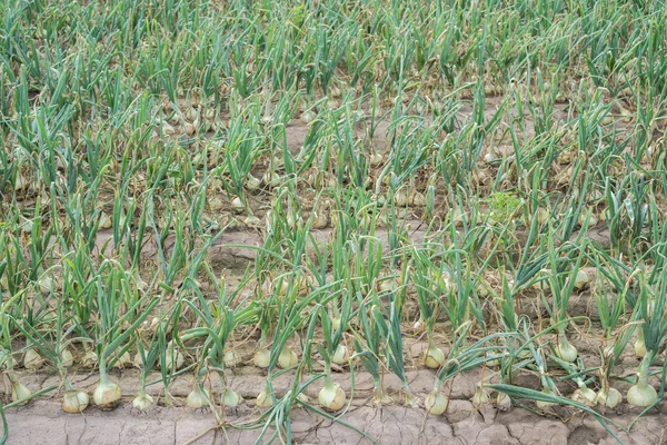 Onion plantation array — Stock Photo, Image