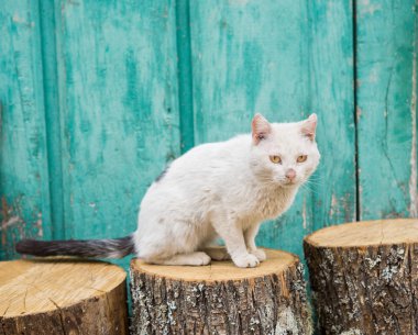 Gövde ve yeşil ahşap kapı üzerinde yaralı kedi