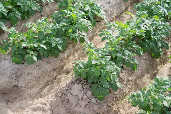 Zijaanzicht van aardappel plantage rijen — Stockfoto