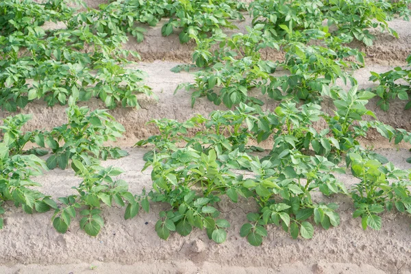Plantação de batata com folhas verdes — Fotografia de Stock