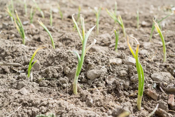 Gerijpte uien plantage — Stockfoto