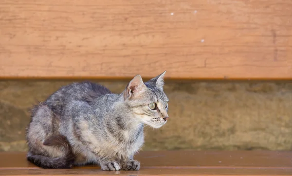 Tabby Cat lying over wooden bench — Stock Photo, Image