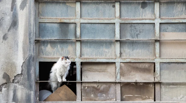 Kot opuszczonych przez rozbite okno — Zdjęcie stockowe