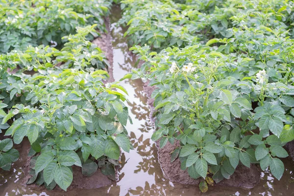 Irrigação da plantação de batata — Fotografia de Stock