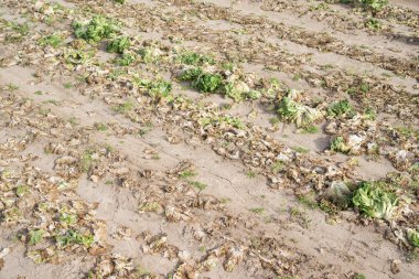 Marul plantasyon satır sonra hasat