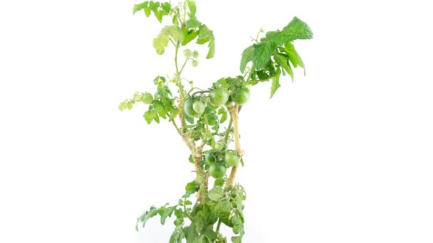 Tomato plant ripening time lapse, white background — Stock Video