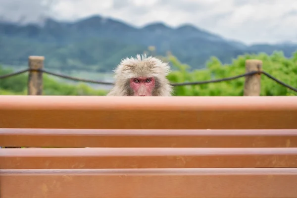 Monkey over bench — Stock Photo, Image