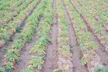 Potato plantation rows over furrows