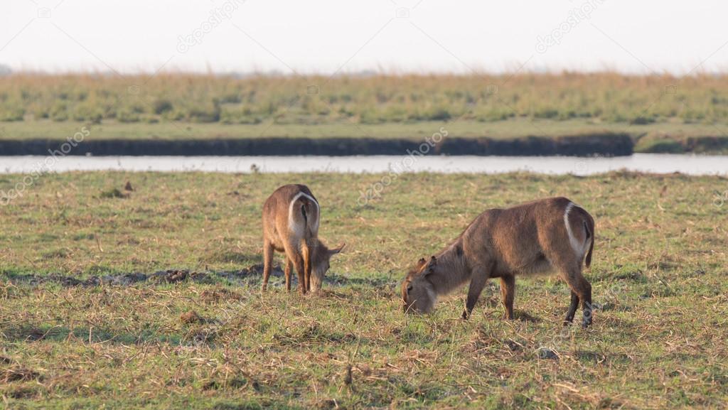 Water antelopes in Chobe National Park