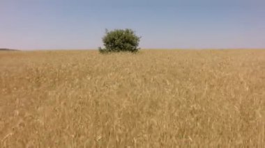 Holm meşe orta ile buğday alanından yükselen