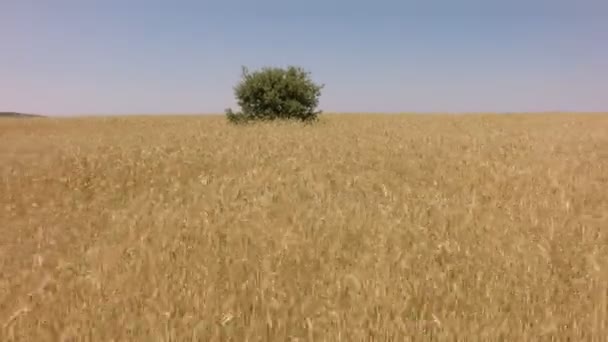 Elevating from wheat field with holm oak in the middle — Stock Video