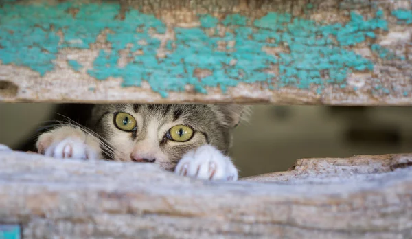 Small kitty through old wooden door hole — Stock Photo, Image