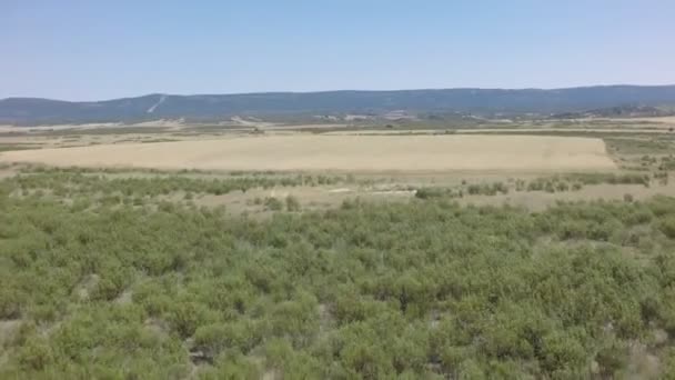 Betreten des Weizenfeldes, Luftaufnahme — Stockvideo