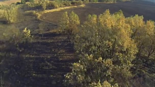 Pine and poplar tree forest burnt area, aerial view — Stock Video
