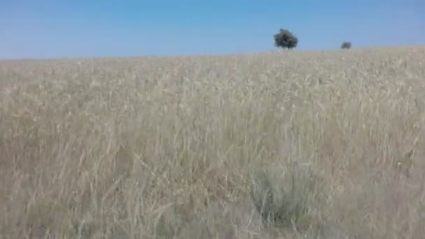 Entrando en el campo de trigo, poca profundidad del campo — Vídeo de stock