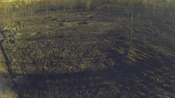 Entrée dans une forêt de pins et de peupliers brûlée, vue aérienne — Video