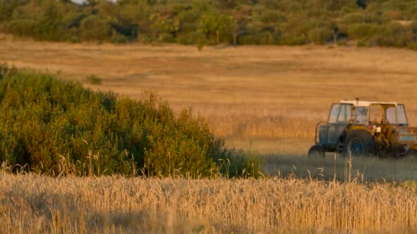 Tarweveld en trekker, loopbare — Stockvideo