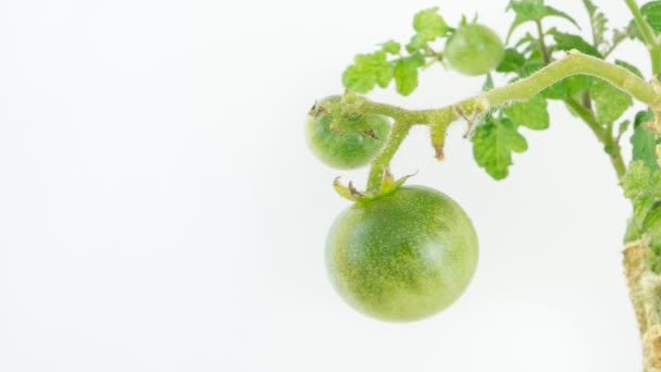 Ramo con lasso di tempo di maturazione dei pomodori — Video Stock
