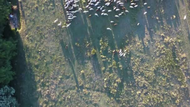 Vue du dessus du bétail au crépuscule, caméra coulissante, vue de la surface — Video